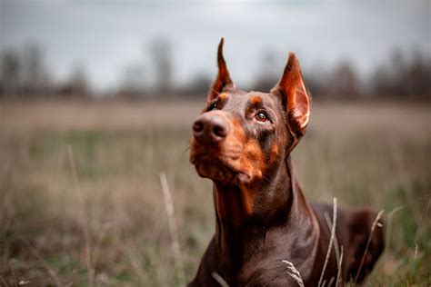 He was sitting on a step outside the residence when cops arrived. . Chad doberman